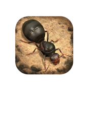 The Ants