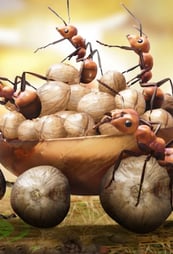 The Ants