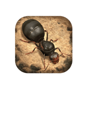 The Ants