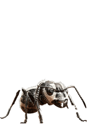 The Ants
