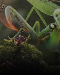 The Ants Antcoin Paketleri ile Karınca Krallığını Büyüt