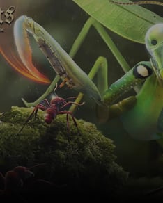 The Ants AntCoin