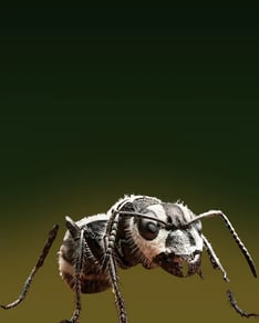 The Ants AntCoin